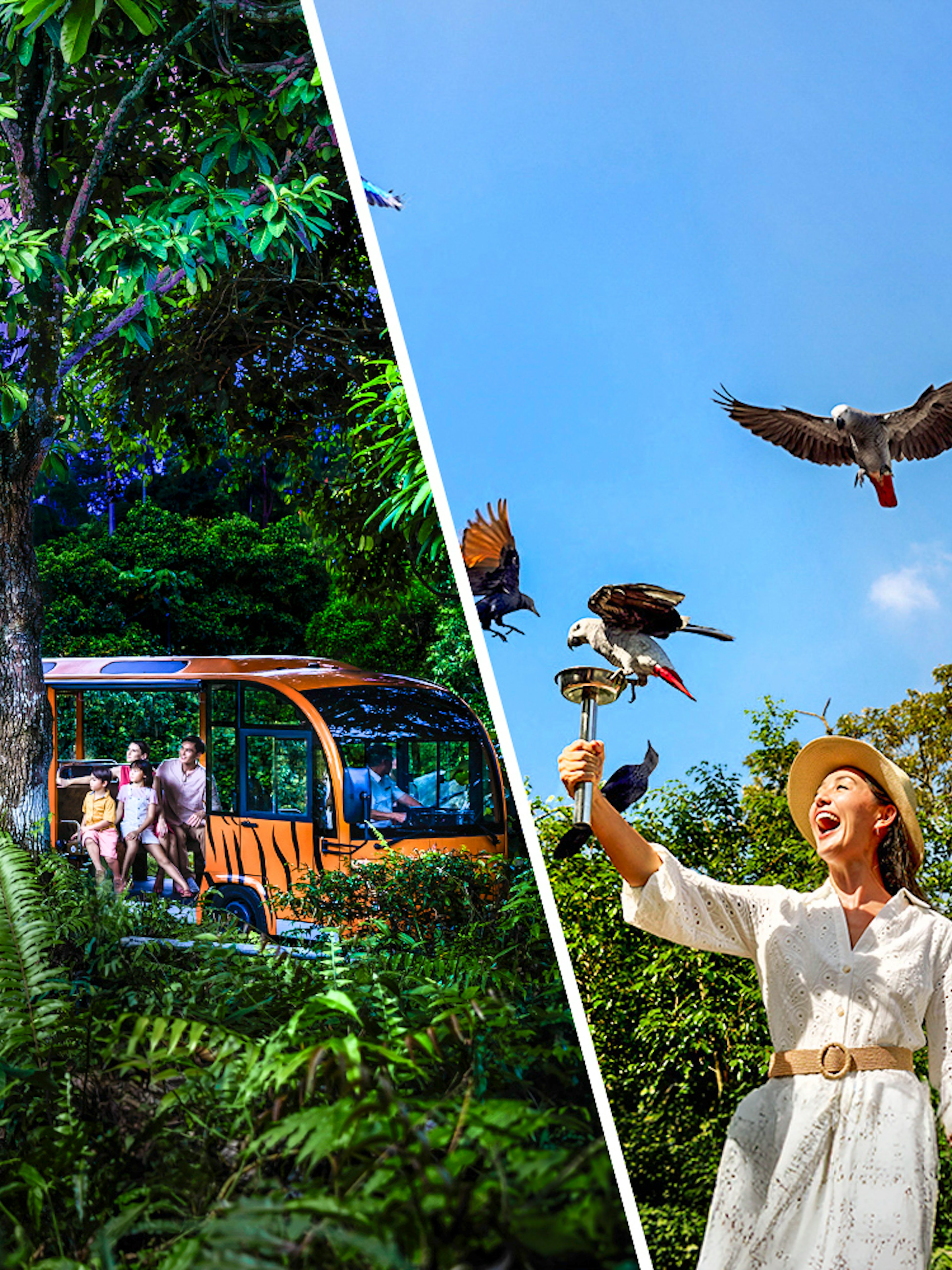 Night safari tram ride and woman feeding birds at Bird Paradise.