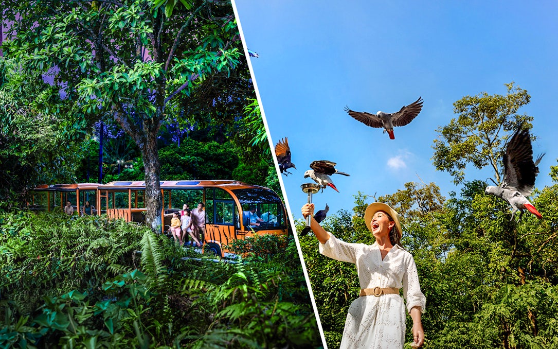 Night safari tram ride and woman feeding birds at Bird Paradise.