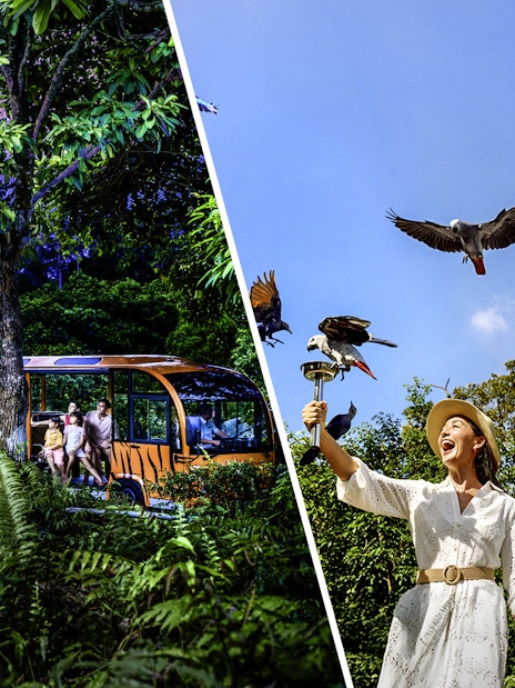 Night safari tram ride and woman feeding birds at Bird Paradise.