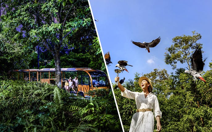 Night safari tram ride and woman feeding birds at Bird Paradise.