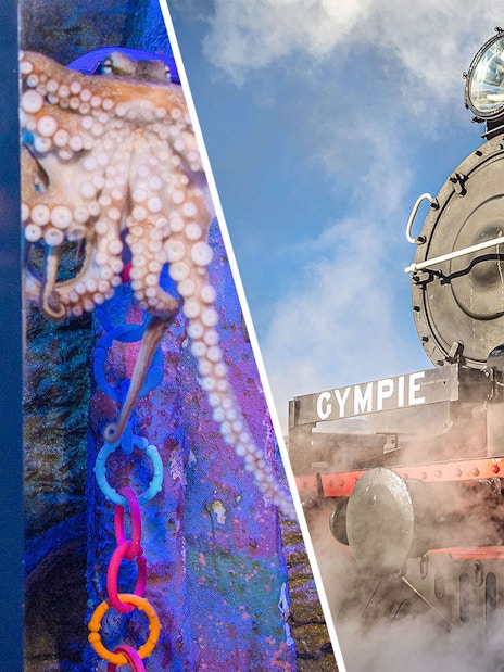 Family observing octopus at SEA LIFE Sunshine Coast and Mary Valley Rattler train in Gympie.