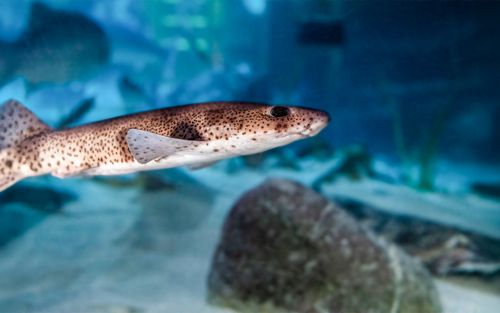 Shark swimming in the aquarium at Sea Life Speyer.