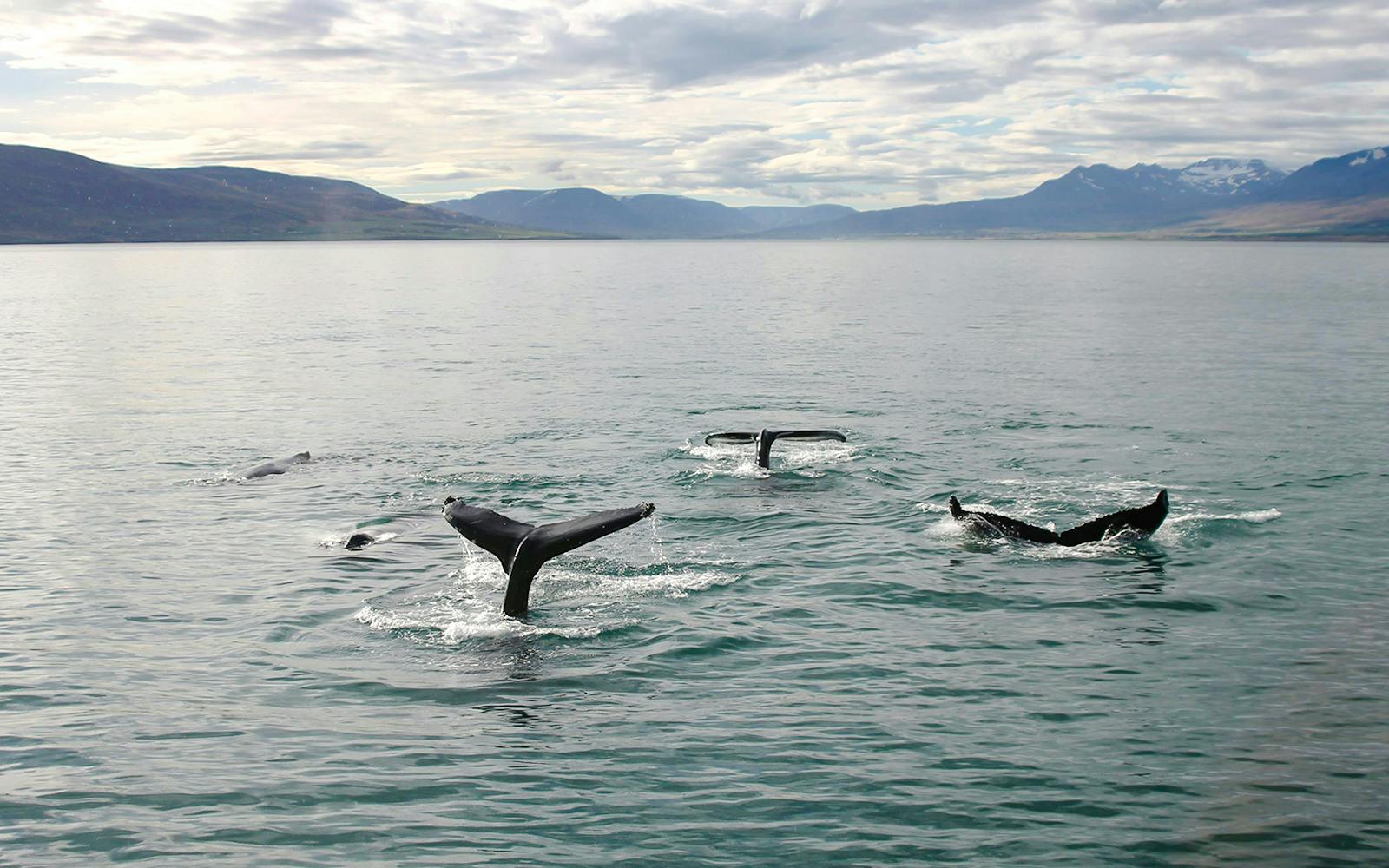 Humpback whales diving in Eyjafjörður during a whale watching tour from Akureyri.