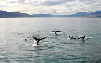 Humpback whales diving in Eyjafjörður during a whale watching tour from Akureyri.