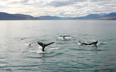 Humpback whales diving in Eyjafjörður during a whale watching tour from Akureyri.