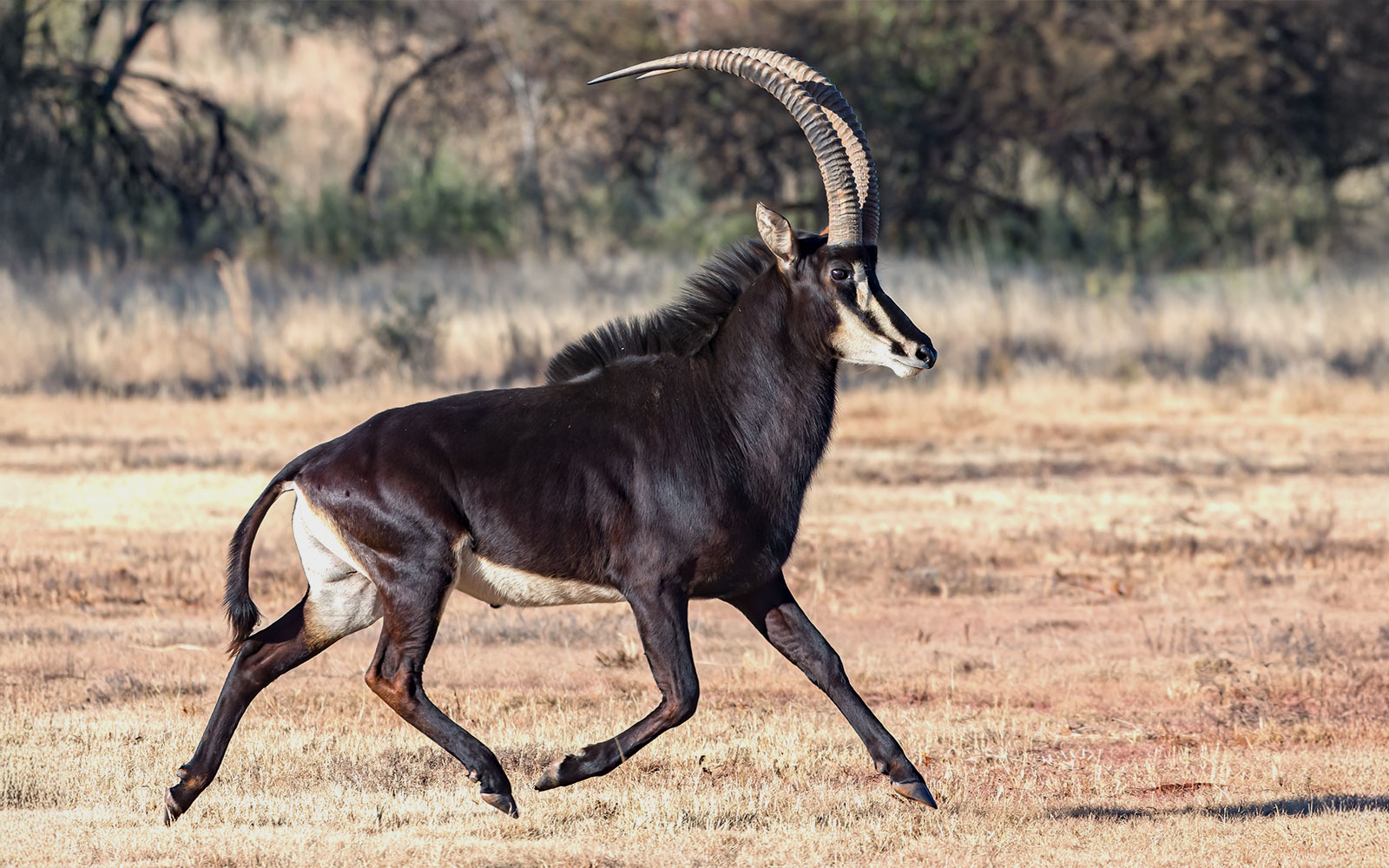 Sable antelope running in Out of Africa Wildlife Park, Arizona.