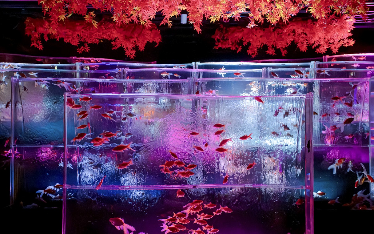 Colorful fish tanks at Ginza Art Aquarium, Tokyo, with vibrant lighting and red foliage.