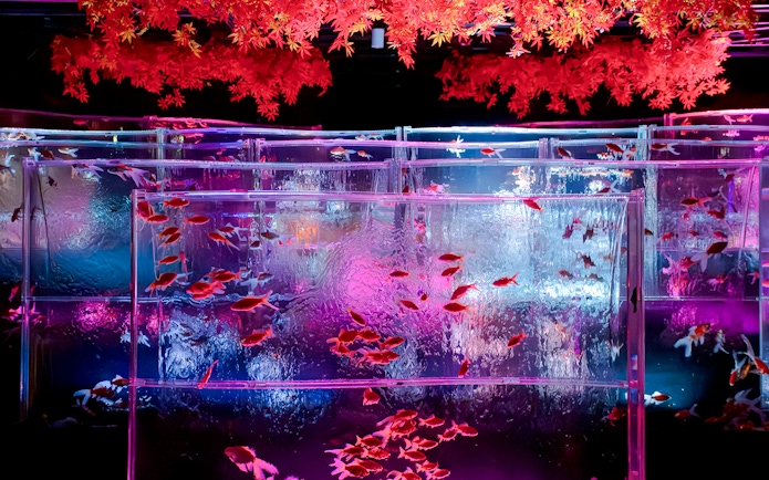 Colorful fish tanks at Ginza Art Aquarium, Tokyo, with vibrant lighting and red foliage.