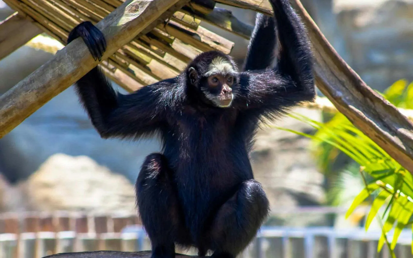 Siamang hanging on wooden structure at BioParque Rio, Rio de Janeiro, Brazil.