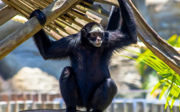 Siamang hanging on wooden structure at BioParque Rio, Rio de Janeiro, Brazil.