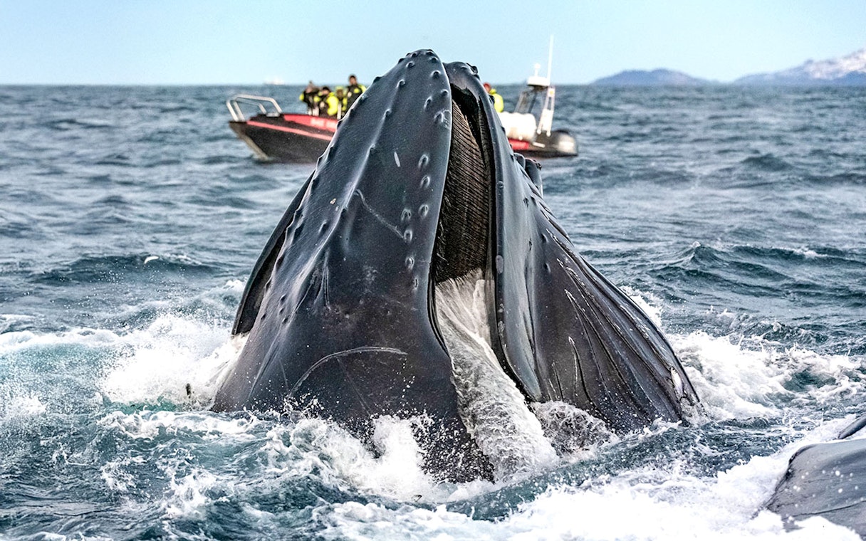 Whale breaching near RIB boat with tourists on Tromso whale safari.