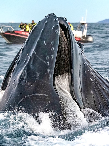 Whale breaching near RIB boat with tourists on Tromso whale safari.