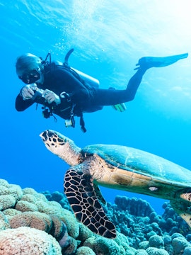 Scuba diver photographing turtle over coral reef in the Red Sea, Hurghada.