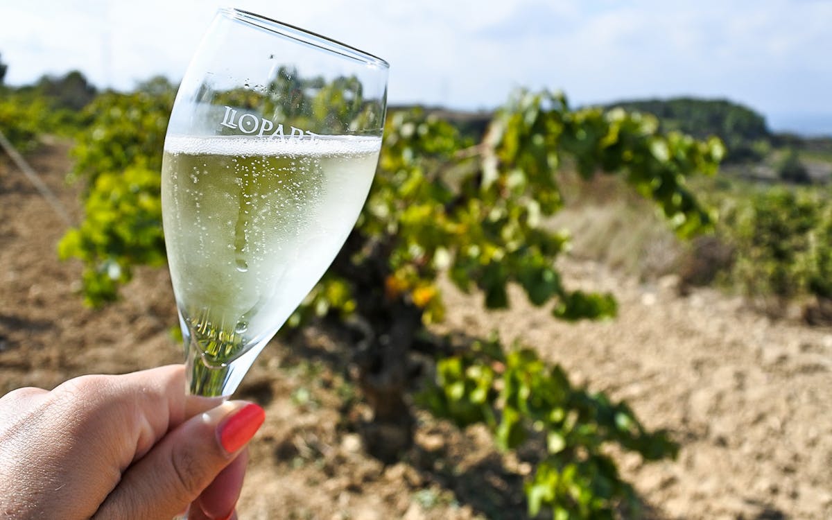6-hour wine tasting tour with snacks in barcelona-6 6-hour wine tasting tour with snacks in barcelona-6