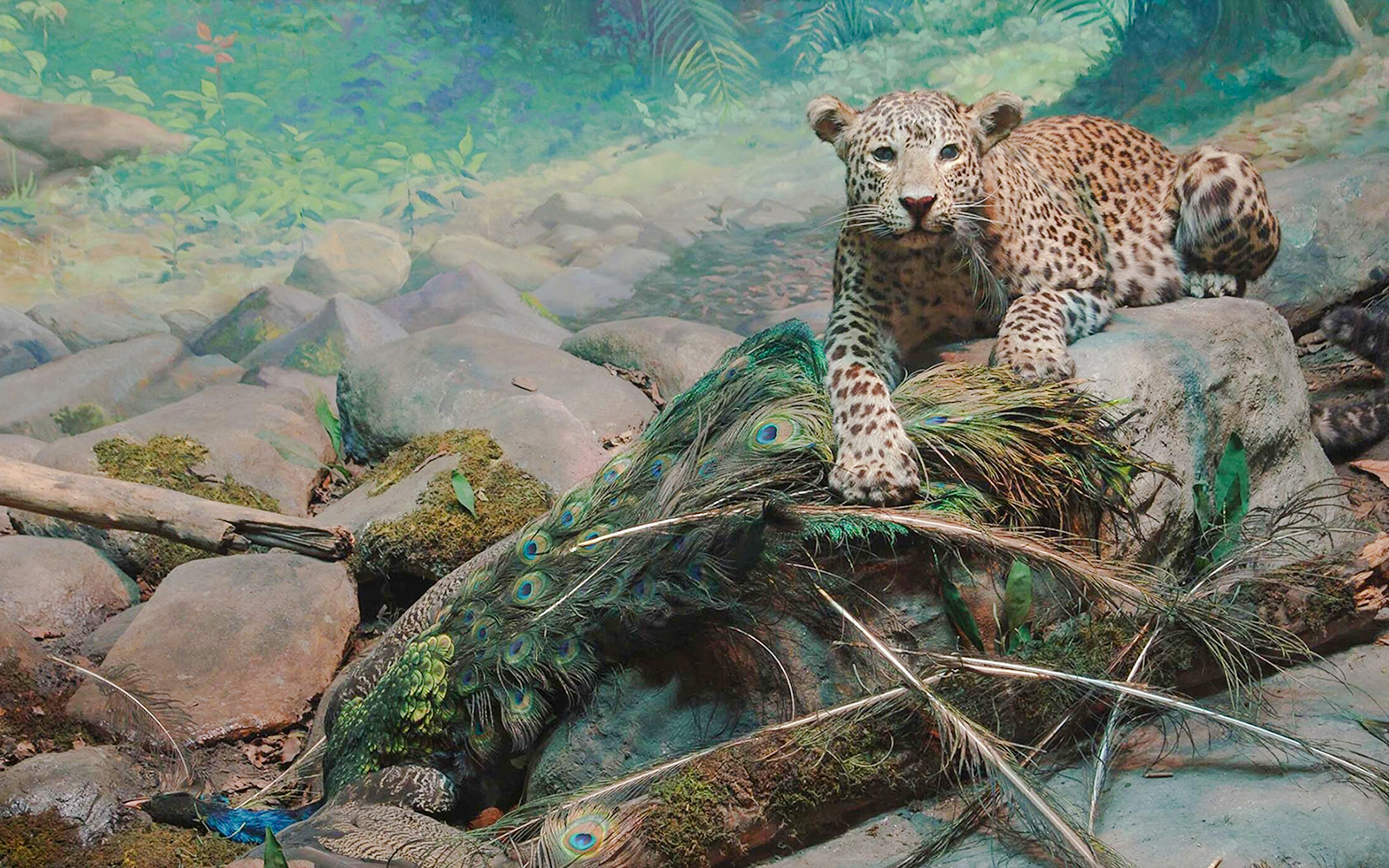 American Museum of Natural History Hall of Asian Mammals exhibit featuring a group of Asian elephants.