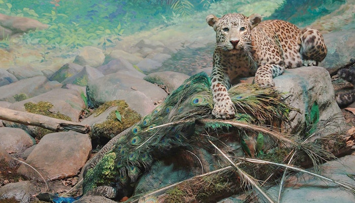 American Museum of Natural History Hall of Asian Mammals exhibit featuring a group of Asian elephants.