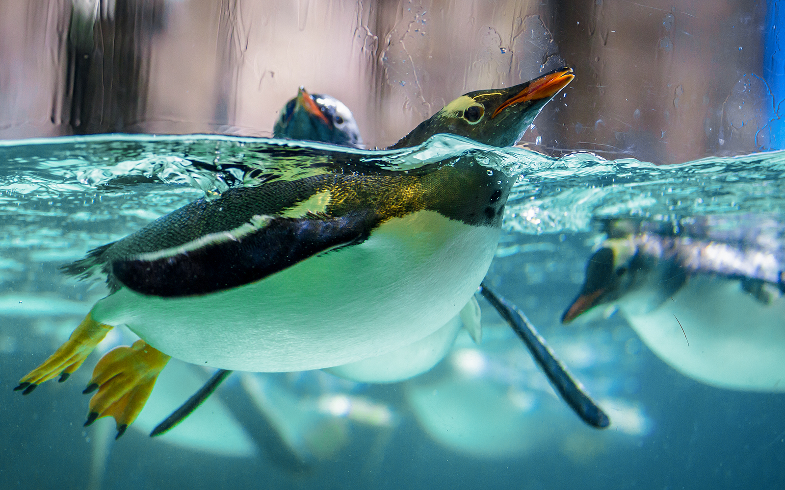 Gentoo penguin swimming in Antarctica Zone of Atlantis Aquarium.