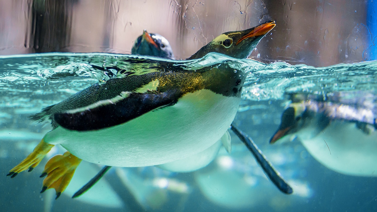 Gentoo penguin swimming in Antarctica Zone of Atlantis Aquarium.