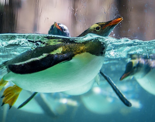 Antarctica Zone of Altantis Aquarium showing Gentoo penguin