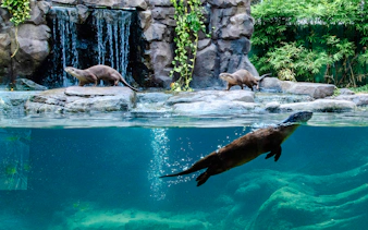 Otters swimming and playing near a waterfall at Angkor Wildlife and Aquarium, Siem Reap.