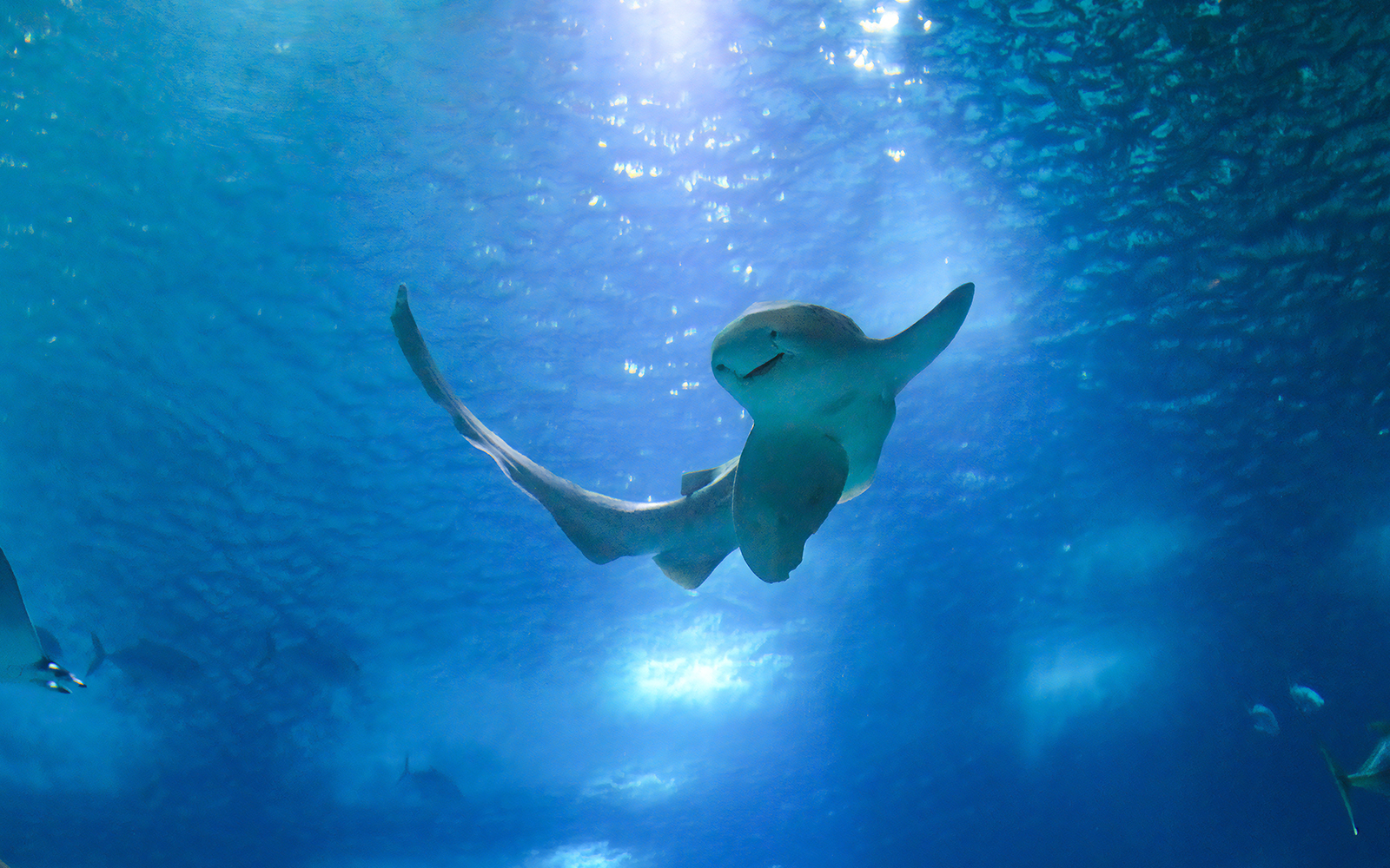 Stingray swimming in Oceanário de Lisboa, Lisbon.