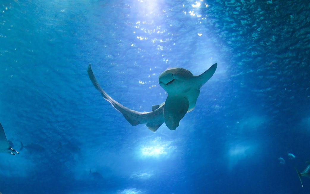 Stingray swimming in Oceanário de Lisboa, Lisbon.