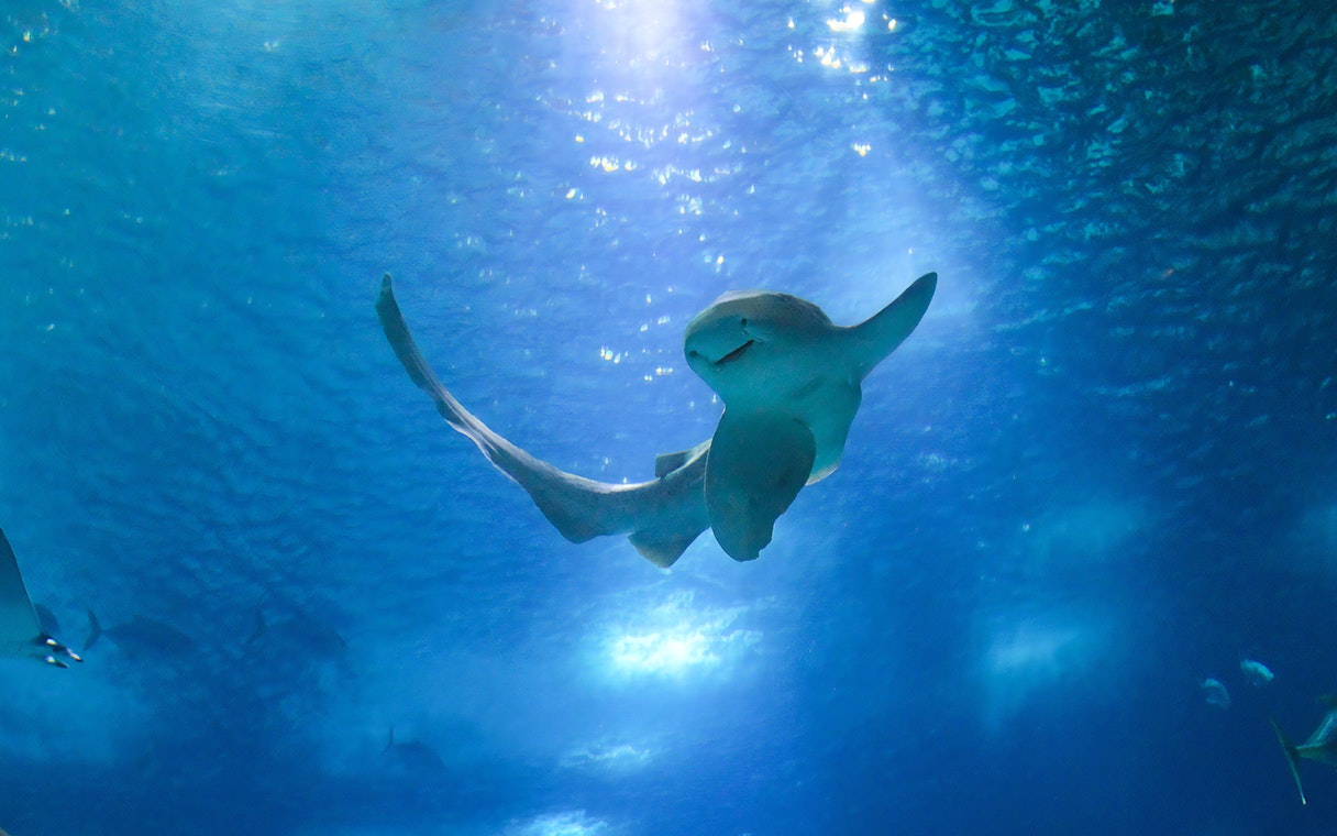 Stingray swimming in Oceanário de Lisboa, Lisbon.