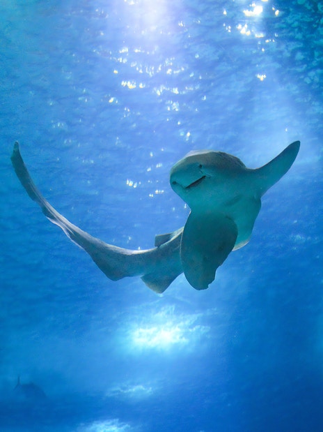 Stingray swimming in Oceanário de Lisboa, Lisbon.