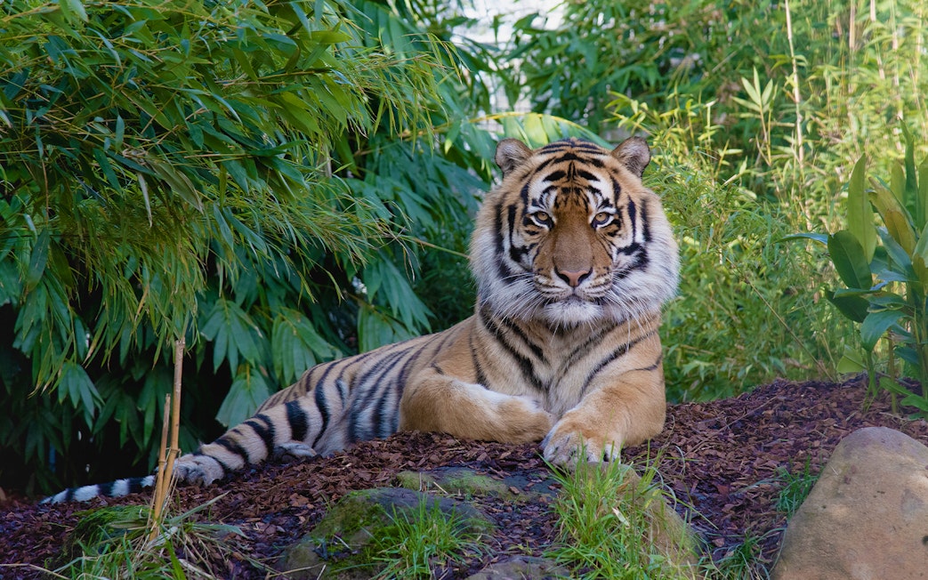 Tiger resting among greenery at Ballarat Wildlife Park, Melbourne.