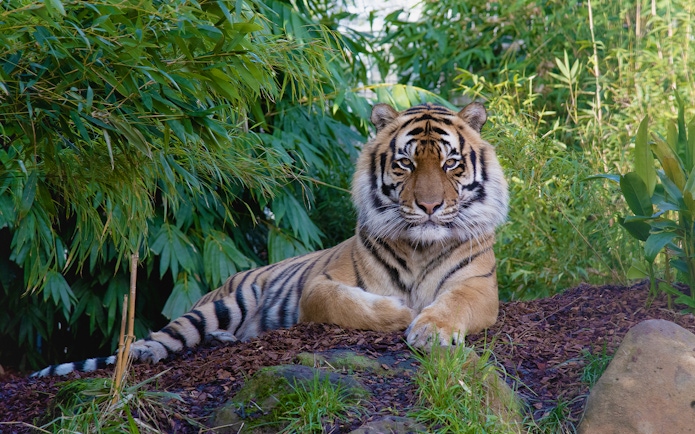 Tiger resting among greenery at Ballarat Wildlife Park, Melbourne.