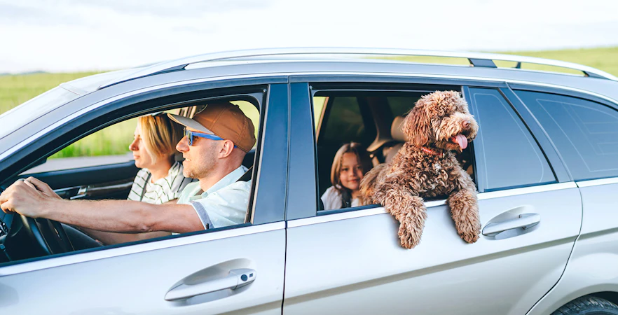 Family with Maltipoo dog in silver car