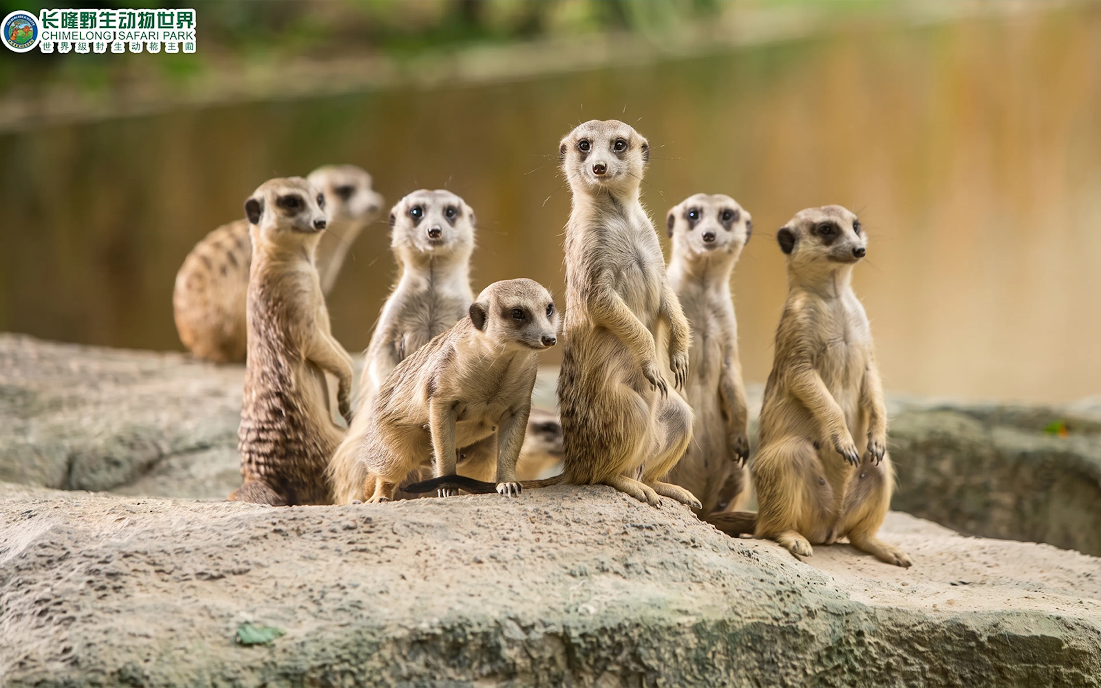 Meerkats standing on rocks at Chimelong Safari Park.