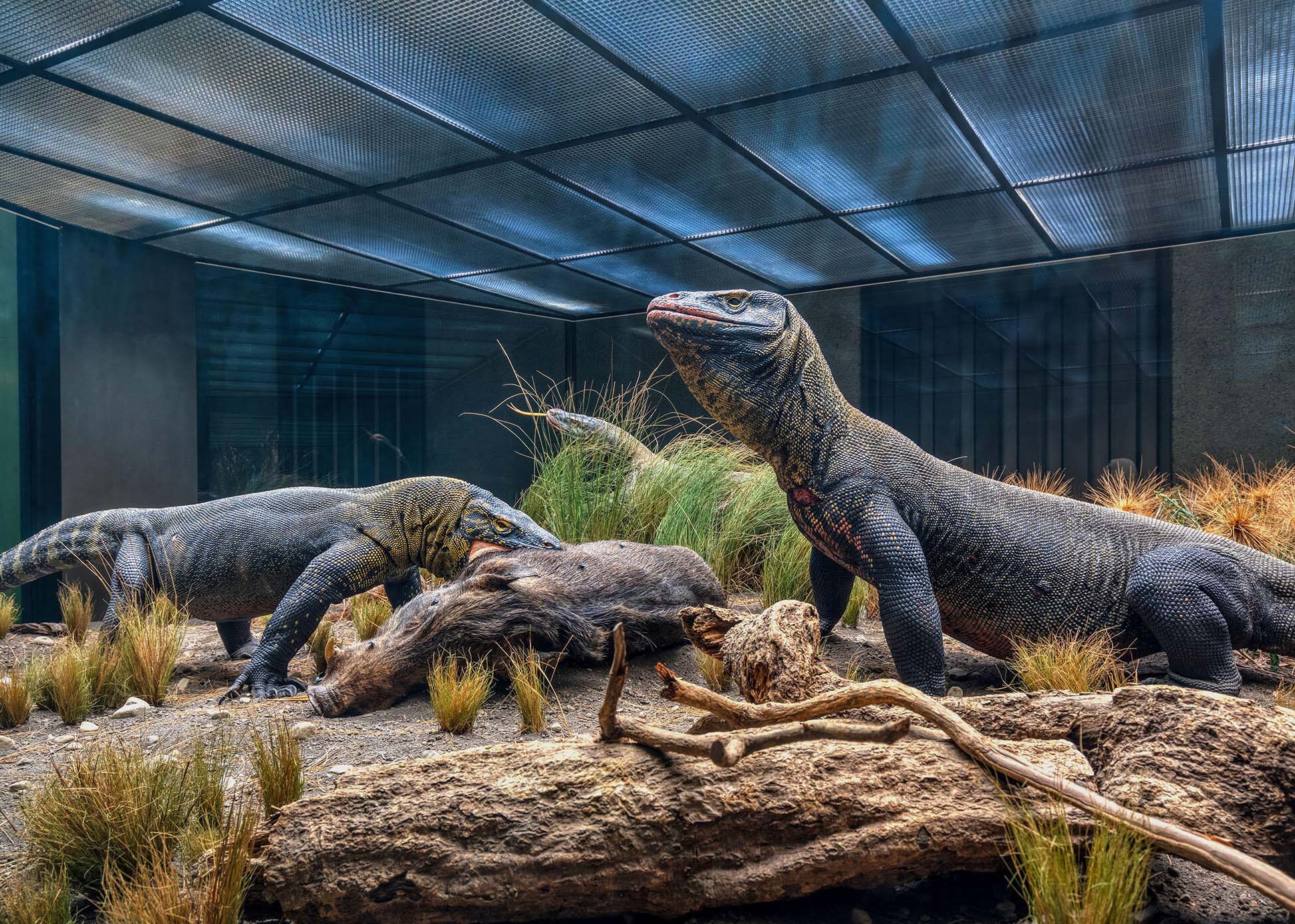 American Museum of Natural History