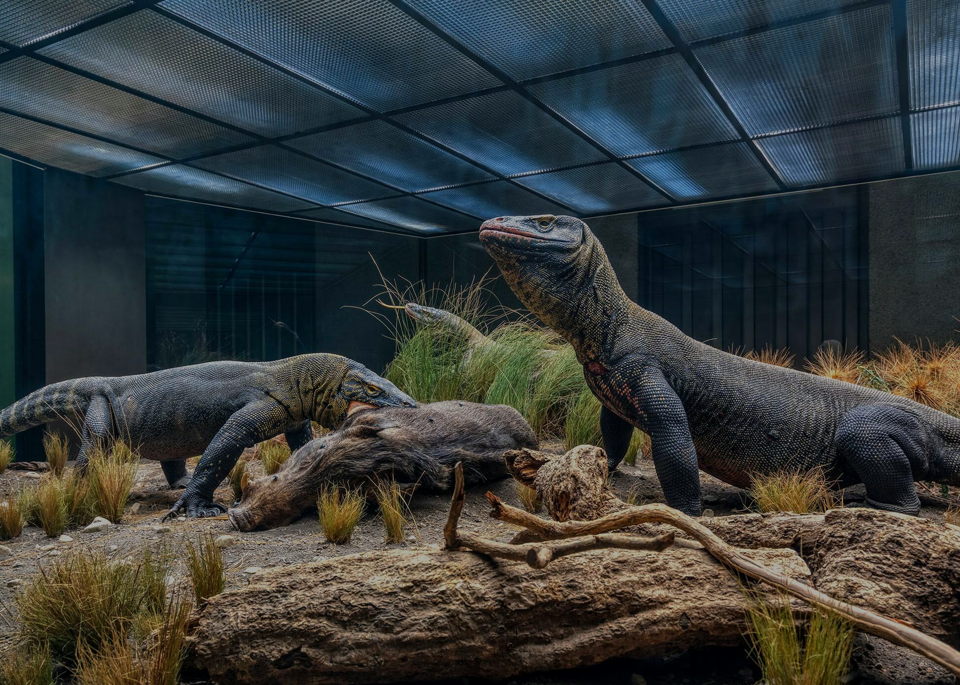 American Museum of Natural History