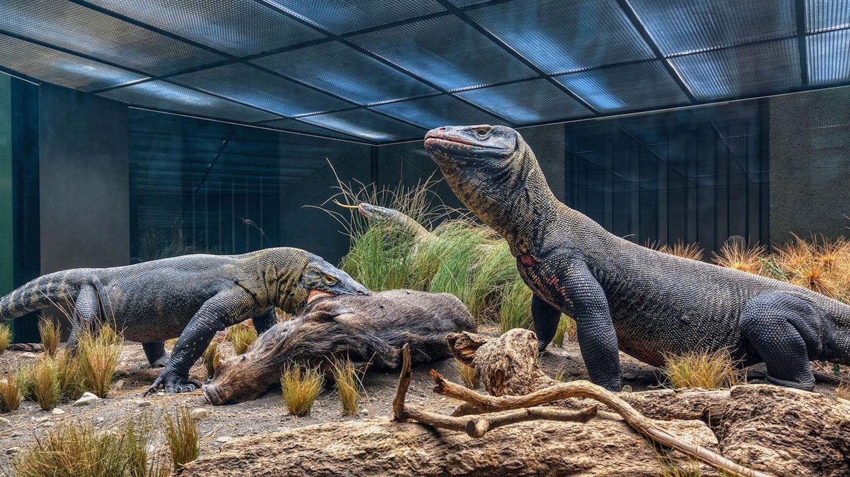 Komodo dragons in Komodo National Park, Indonesia, basking on rocky terrain.