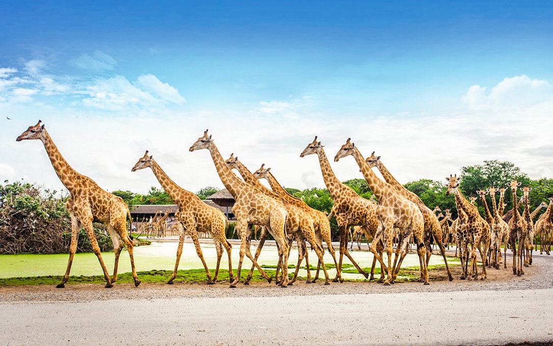 Giraffes walking in a line at Safari World with lush greenery in the background.