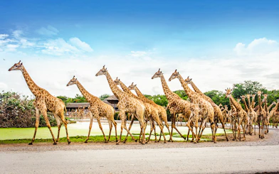 Giraffes walking in a line at Safari World with lush greenery in the background.