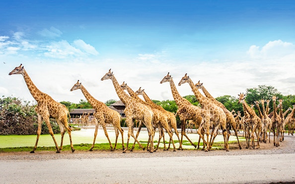 Giraffes walking in a line at Safari World with lush greenery in the background.