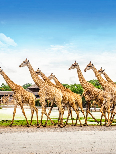 Giraffes walking in a line at Safari World with lush greenery in the background.