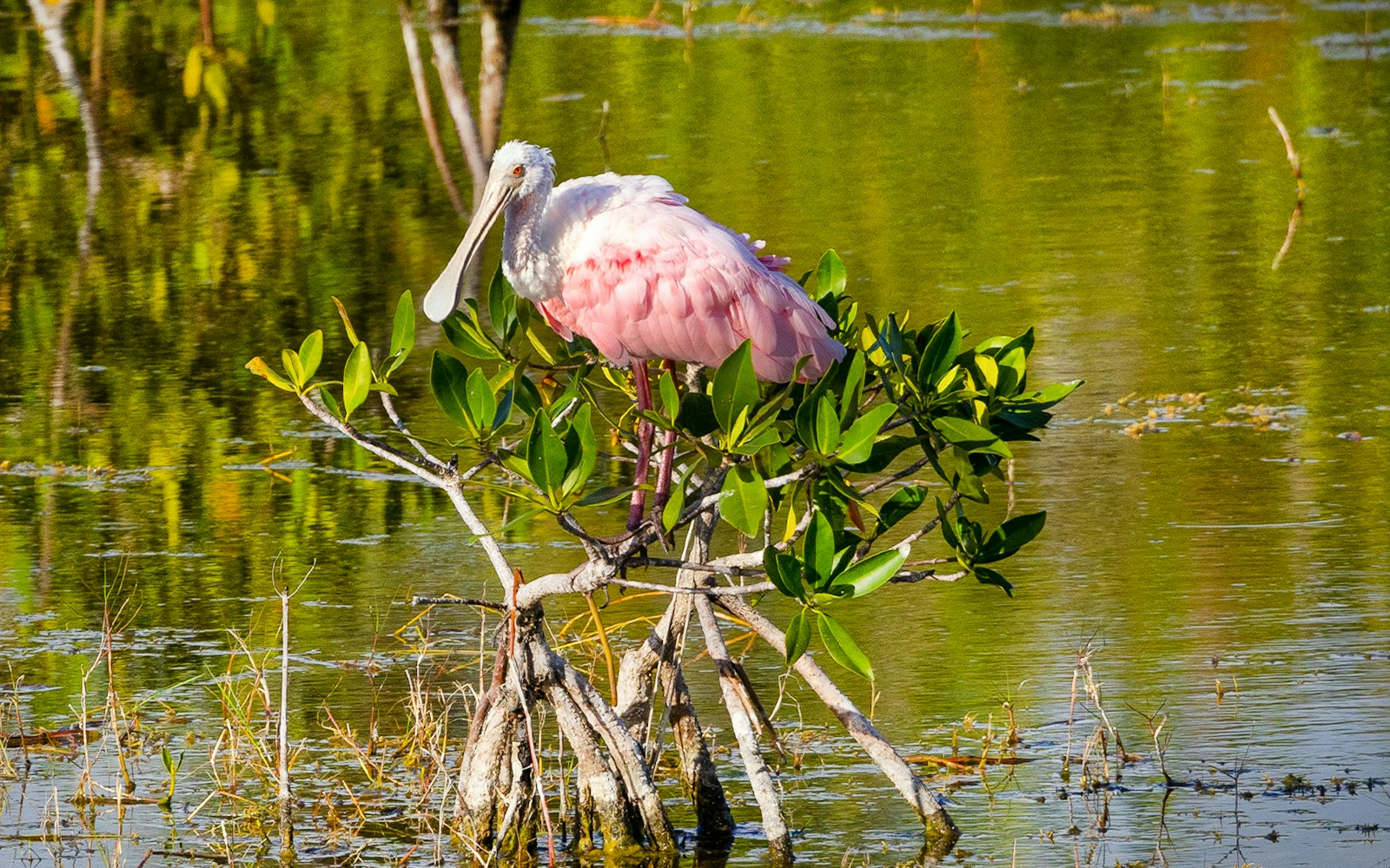 Roseate spoonbill perched on a mangrove in the Everglades, Florida.