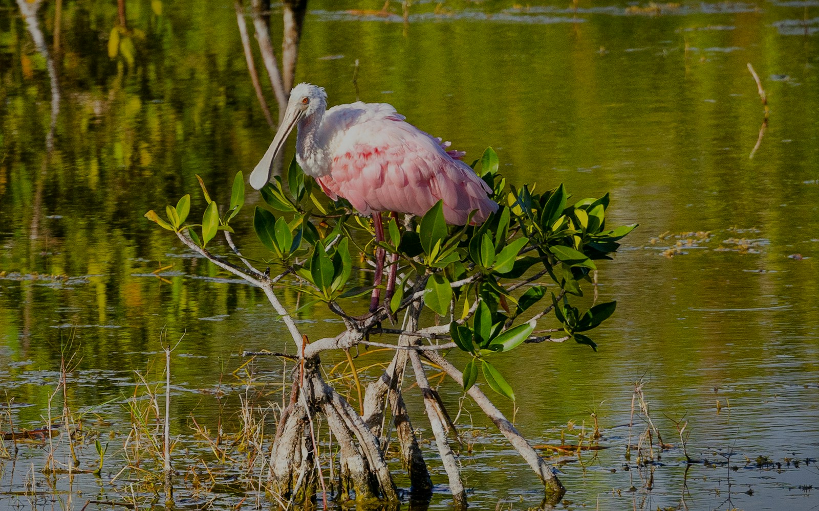 Roseate spoonbill perched on a mangrove in the Everglades, Florida.