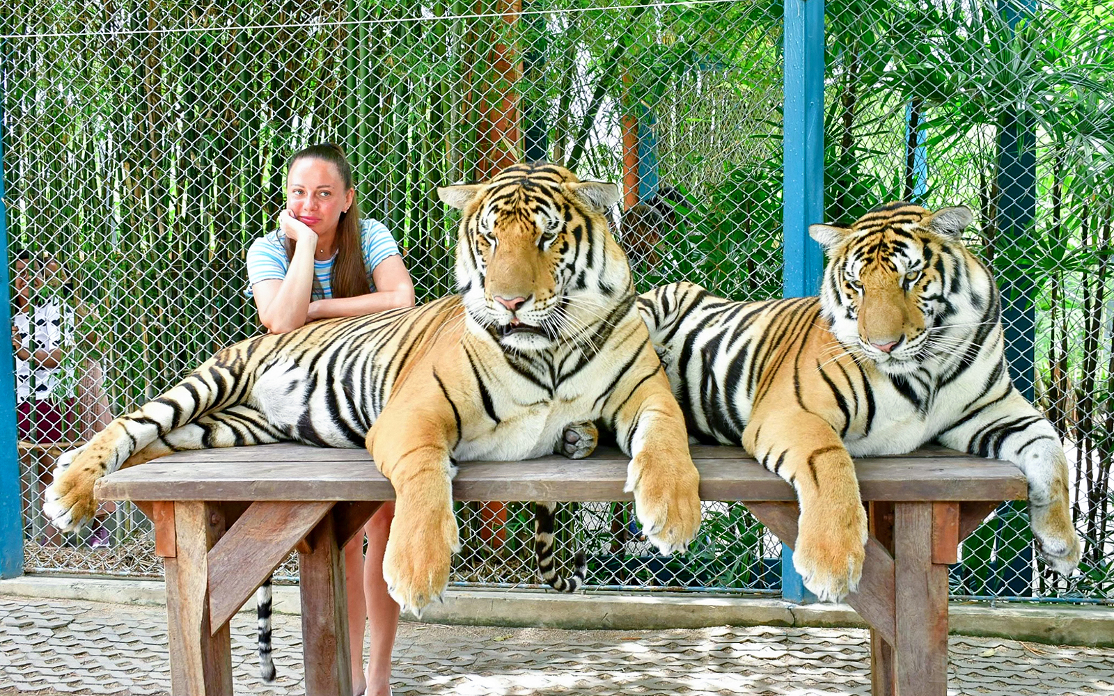 Interactive tiger experience at Tiger Park for non-Thai residents.