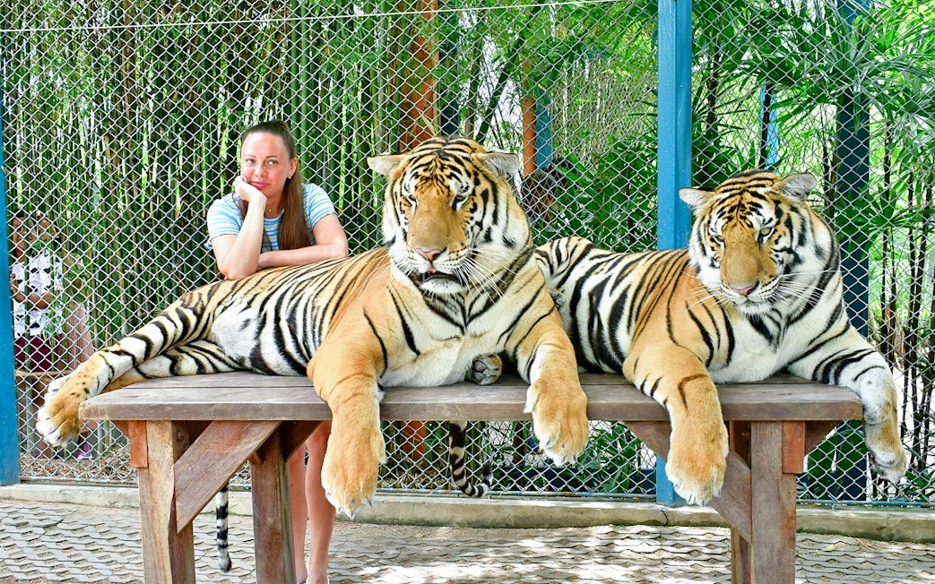 Interactive tiger experience at Tiger Park for non-Thai residents.
