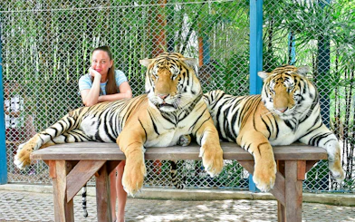 Interactive tiger experience at Tiger Park for non-Thai residents.