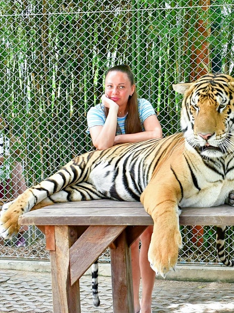 Interactive tiger experience at Tiger Park for non-Thai residents.
