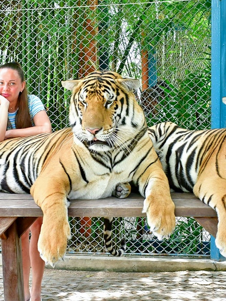 Interactive tiger experience at Tiger Park for non-Thai residents.
