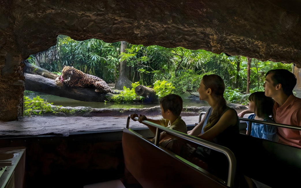 Visitors observing a jaguar at Singapore Zoo, Mandai Wildlife Reserve.