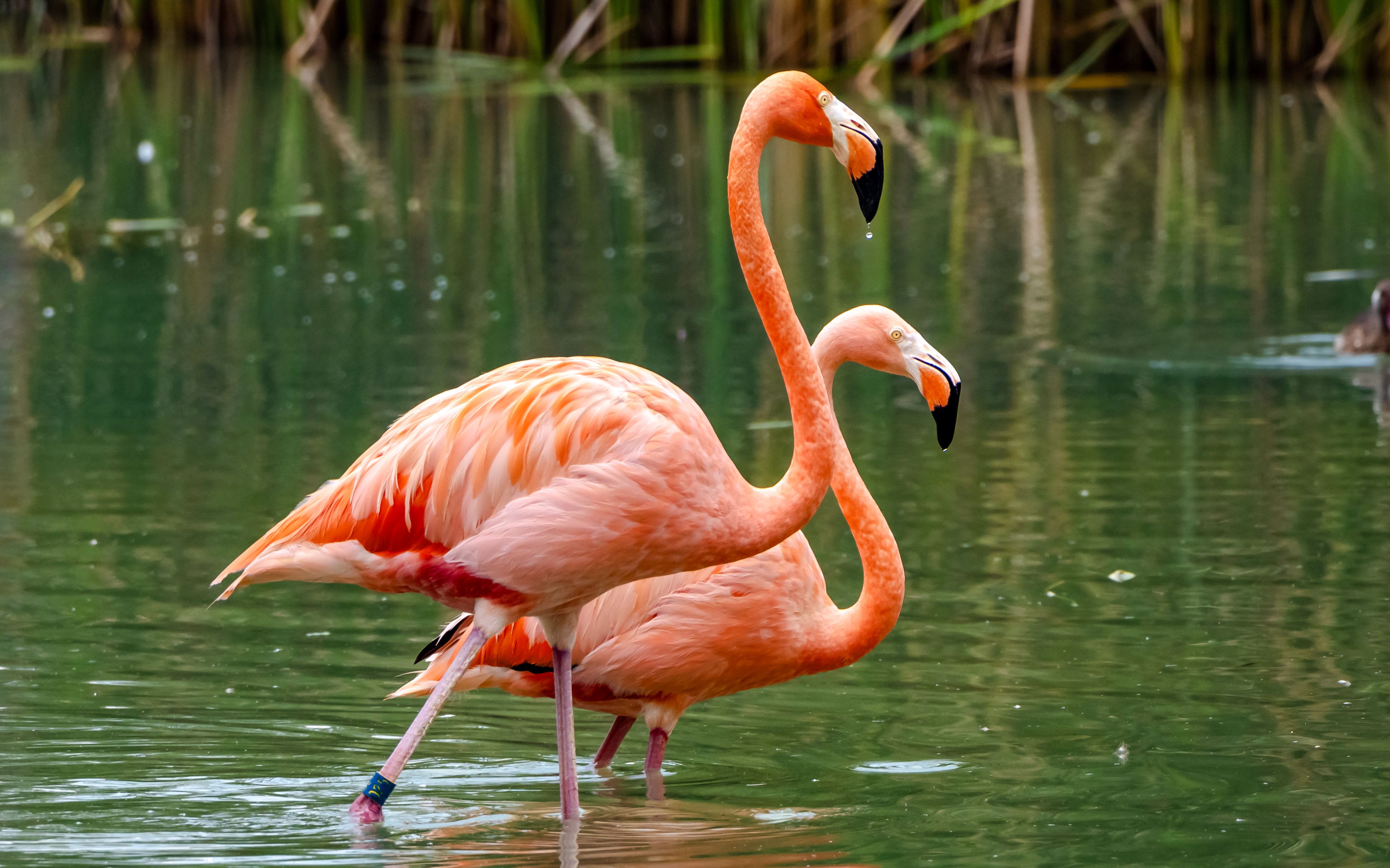 Flamingos wading in water at Bird Paradise, Mandai Reserve Singapore.