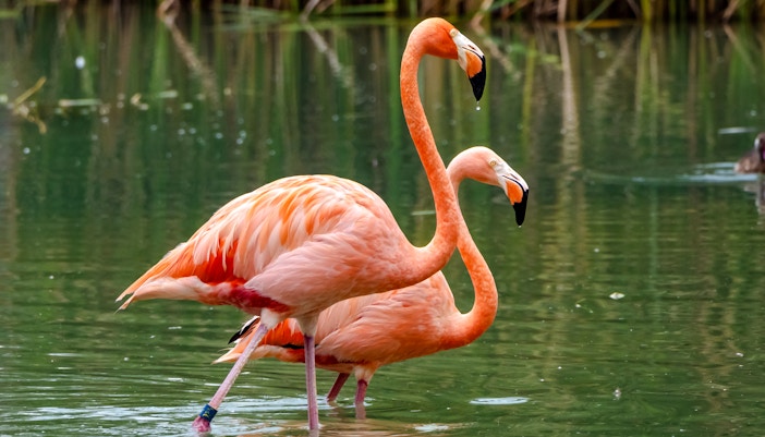 Mandai Wildlife Reserve - Bird Paradise