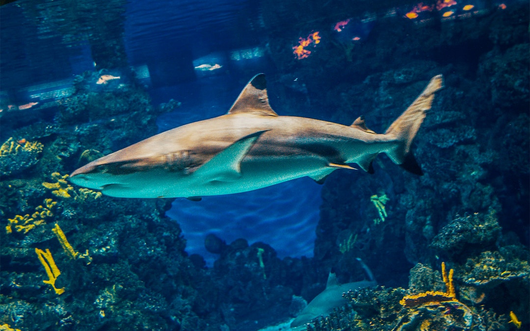 Aquarium Barcelone